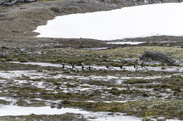 Image of Barnacle Goose