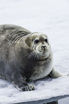 Image of Bearded Seal