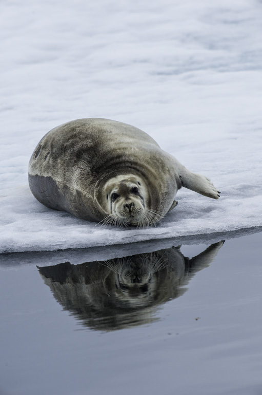 Image of Bearded Seal