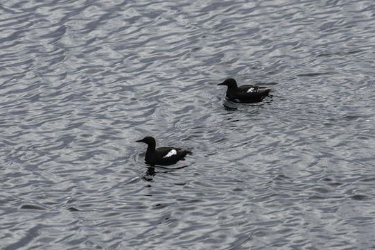 Image of Black Guillemot