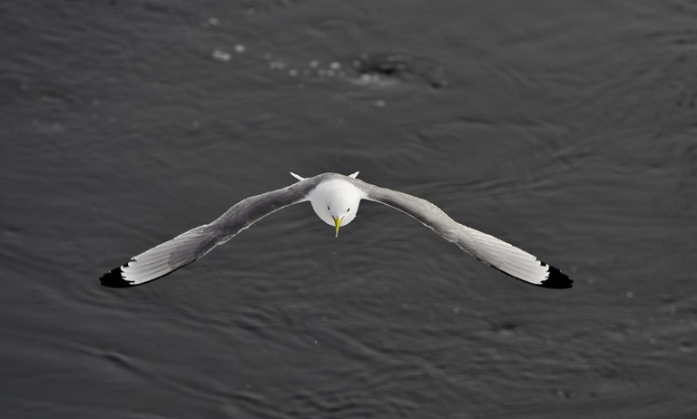 Imagem de Gaivota-tridáctila