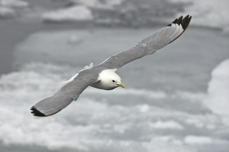 Imagem de Gaivota-tridáctila