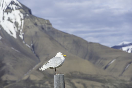 Image of Glaucous Gull