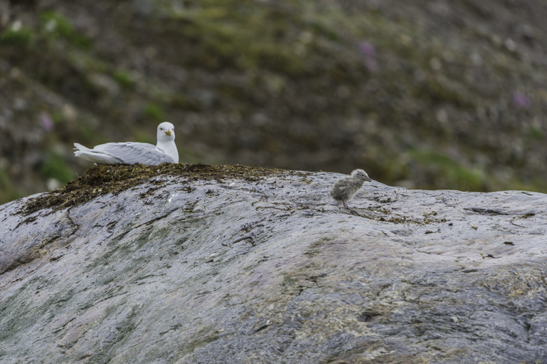 Image of Glaucous Gull