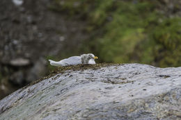 Image of Glaucous Gull