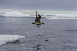 Image of Great Skua