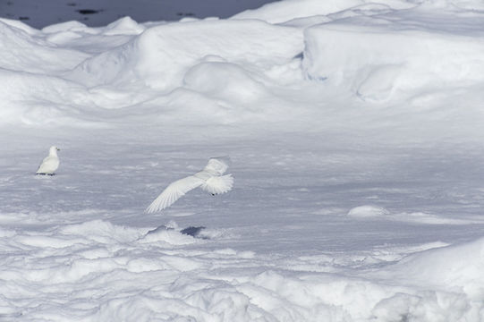 Image of Ivory Gull