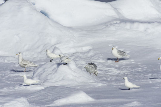 Image of Ivory Gull