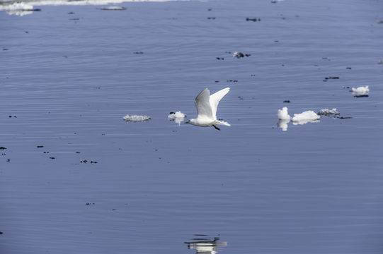 Image of Ivory Gull