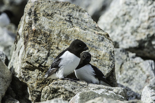 Image of Little Auk