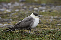 Image of Long-tailed Jaeger