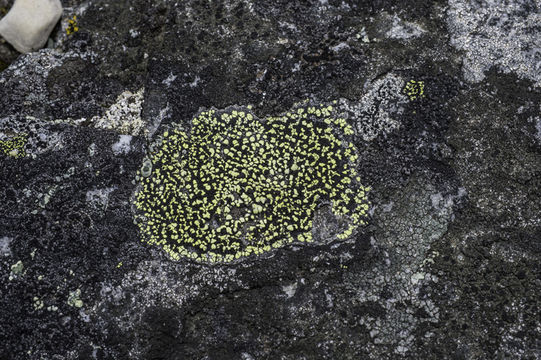 Image of Yellow map lichen;   World map lichen