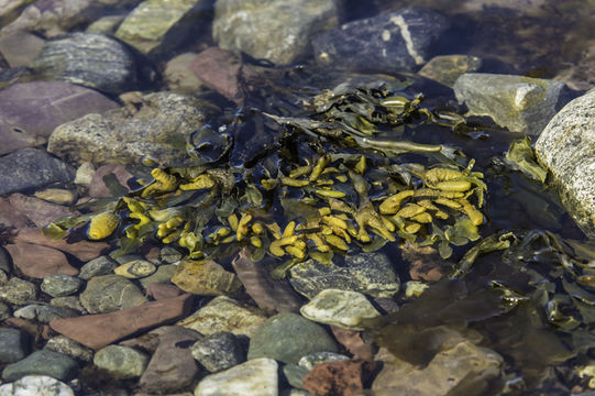 Image of Fucus distichus