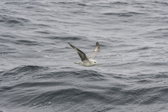 Image of Fulmar