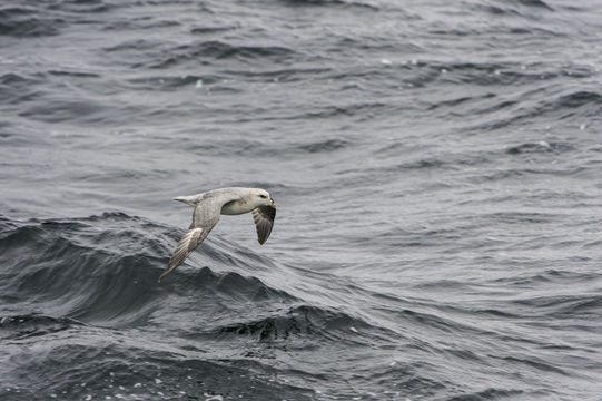 Image of Fulmar