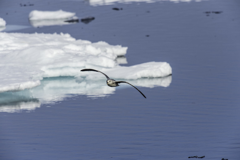 Imagem de Fulmarus glacialis (Linnaeus 1761)