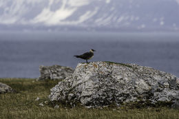 Image of Arctic Skua