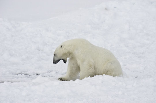 Image of polar bear