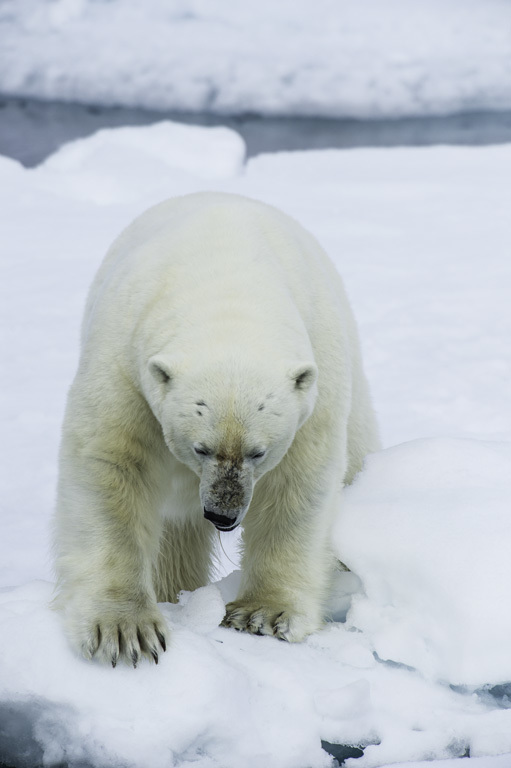 Image of polar bear