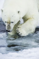 Image of polar bear