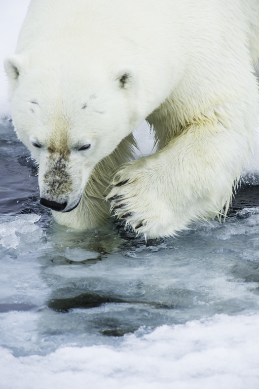 Image of polar bear