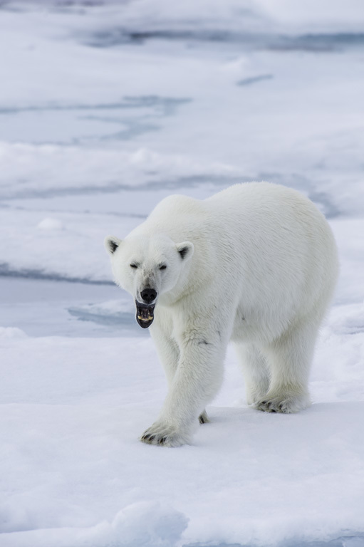 Image of polar bear