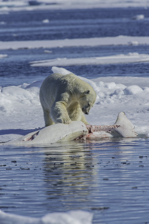 Image of polar bear