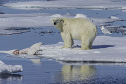 Image of polar bear