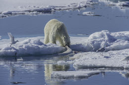 Image of polar bear