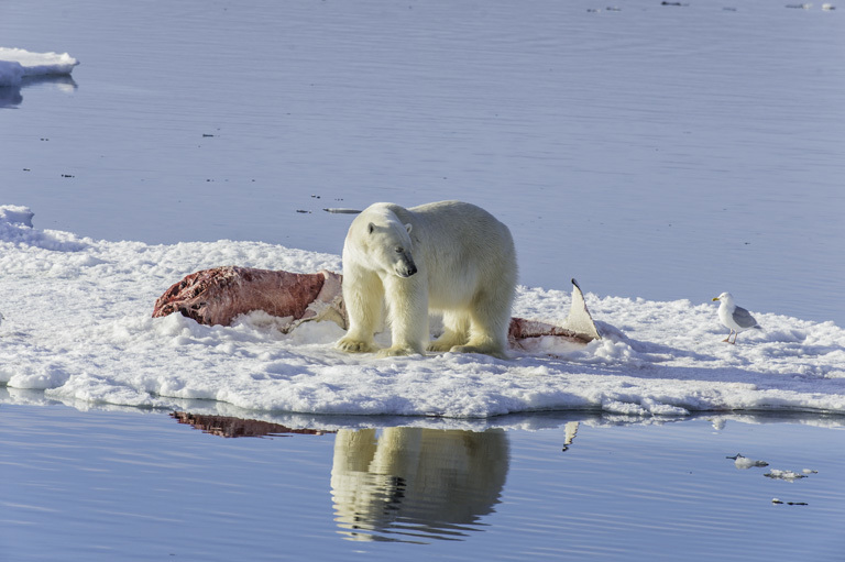 Image of polar bear