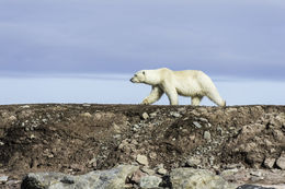 Image of polar bear