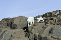 Image of polar bear