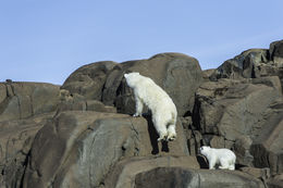 Image of polar bear