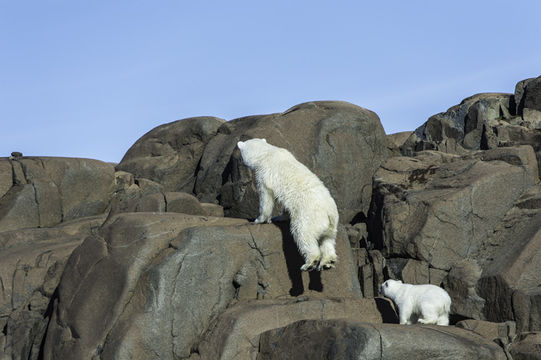 Imagem de urso-polar