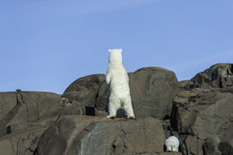 Image of polar bear