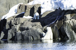 Image of polar bear