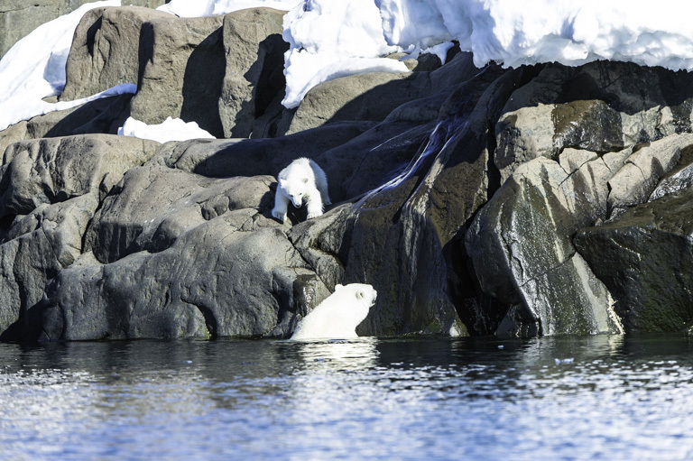 Image of polar bear