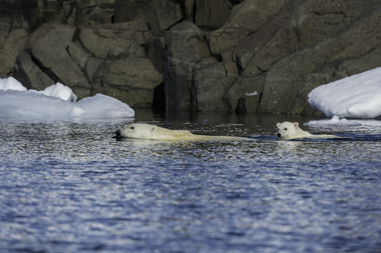 Image of polar bear