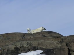 Image of polar bear