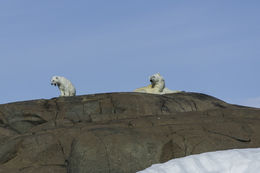 Image of polar bear