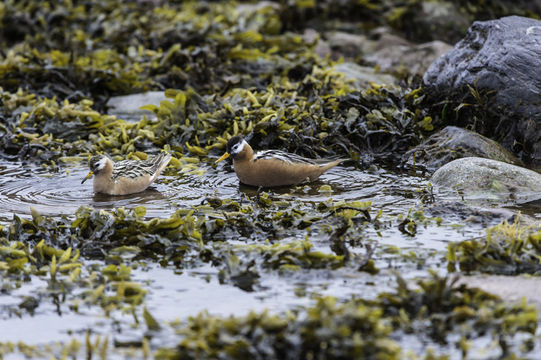 Image of Grey (Red) Phalarope