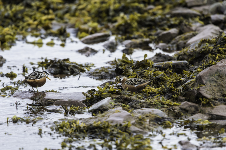 Image of Grey (Red) Phalarope