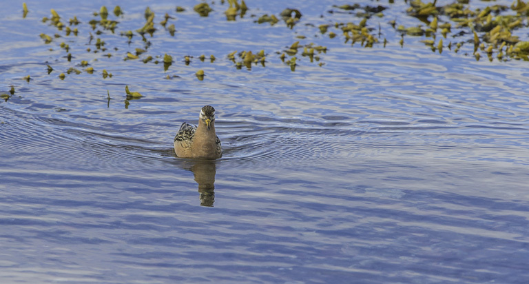 Imagem de Phalaropus fulicarius (Linnaeus 1758)