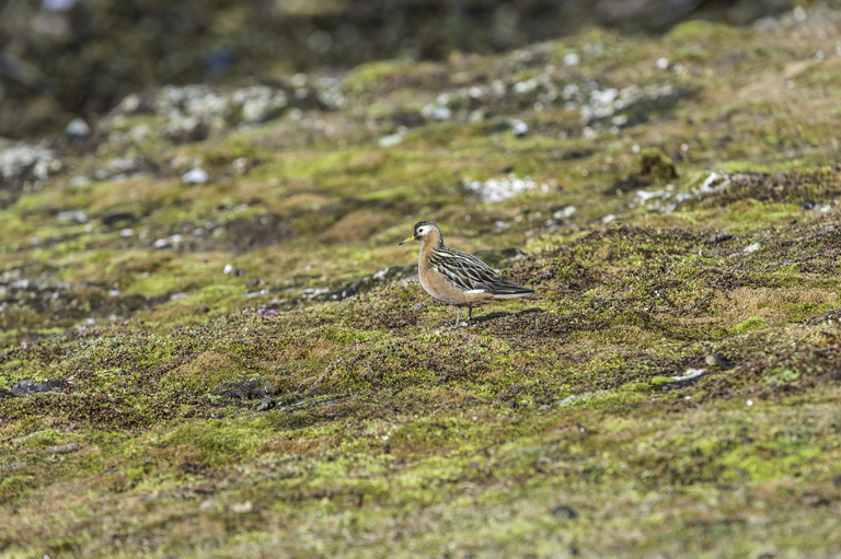 Image of Grey (Red) Phalarope