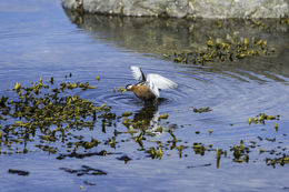 Imagem de Phalaropus fulicarius (Linnaeus 1758)