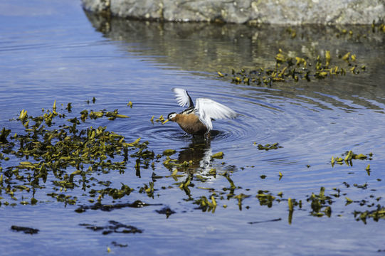 Image of Grey (Red) Phalarope