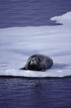 Image of Bearded Seal