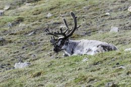 Image of Svalbard reindeer