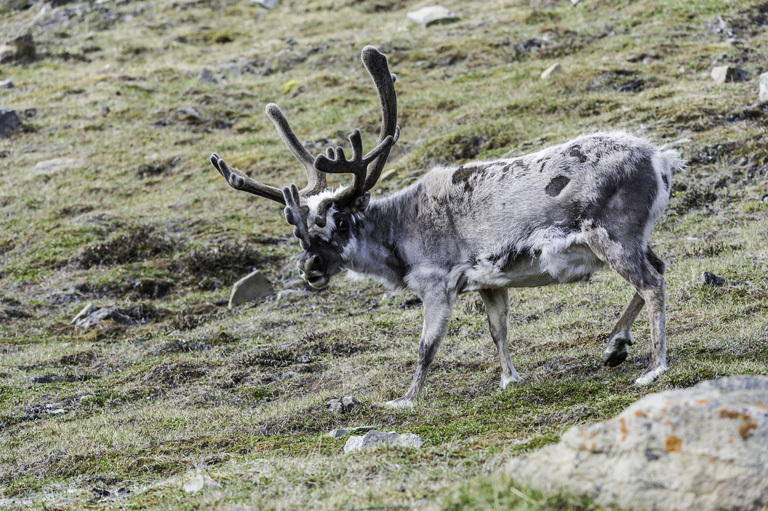 Image of Svalbard reindeer