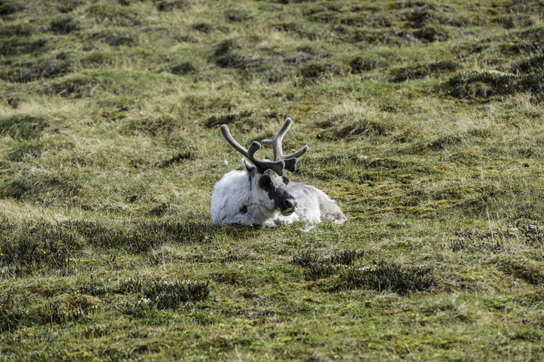 Image of Svalbard reindeer